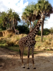 Extremely close to this real-life giraffe on safari
